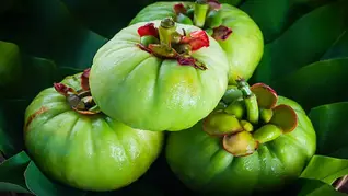 All Day Slimming Tea Ingredients, Garcinia Cambogia