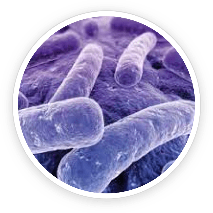 Prodentim Ingredient