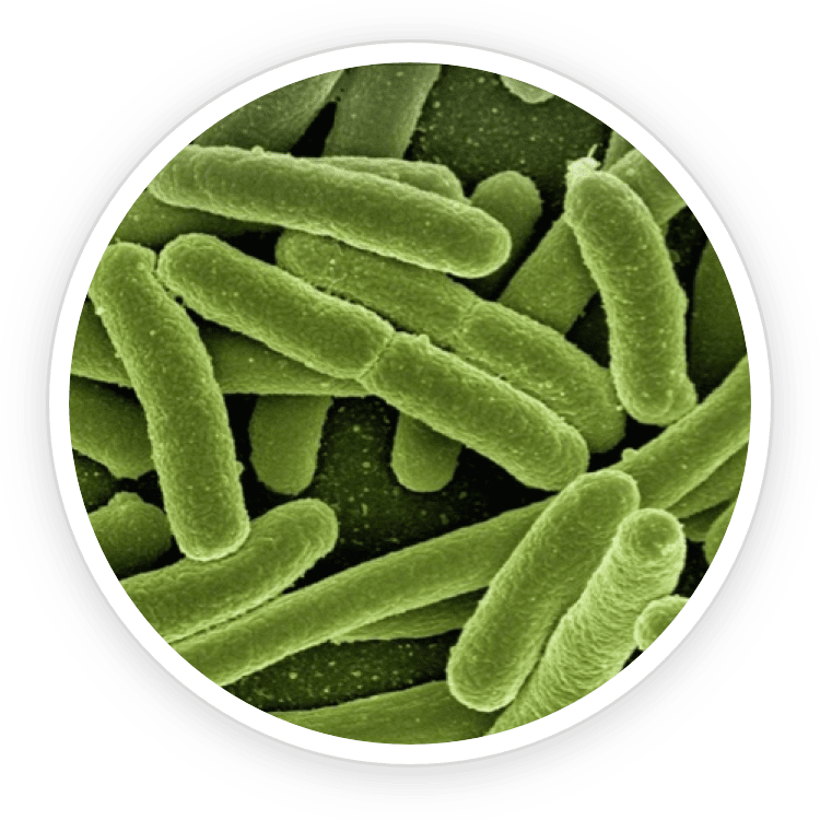prodentim ingredient