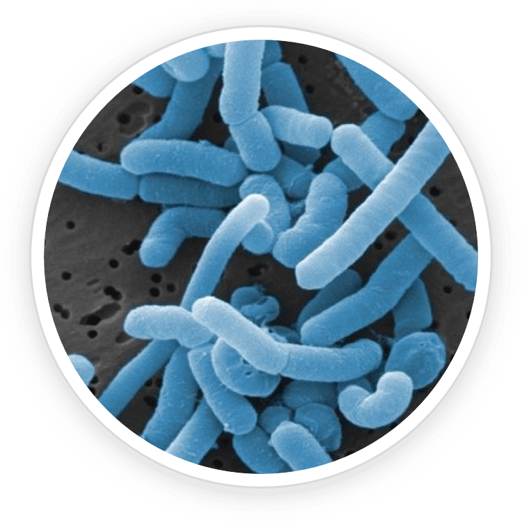 Prodentim Ingredient