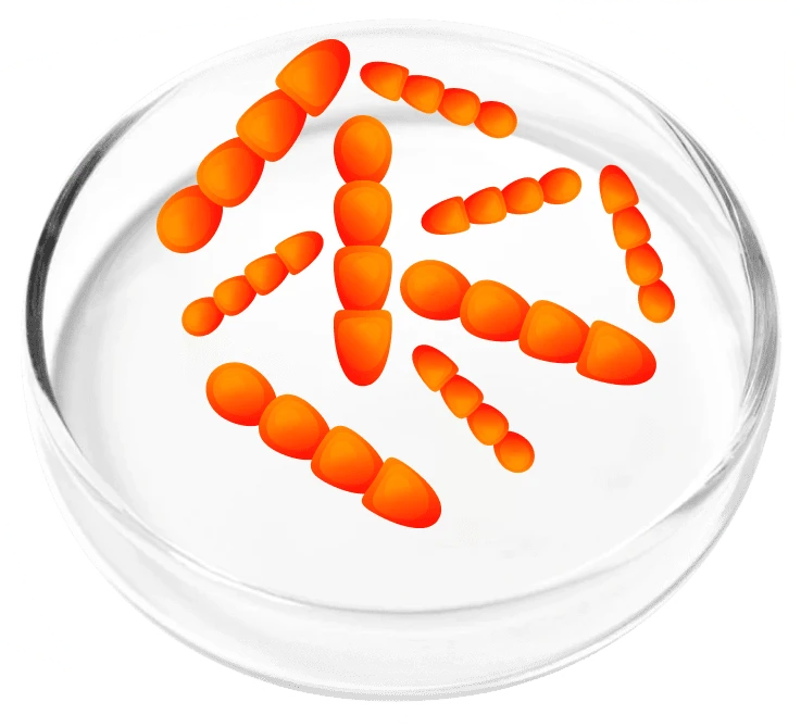 Femicore ingredients Lactobacillus Crispatus