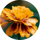 Lutein & Zeaxanthin (from Marigold), the best eye health supplement