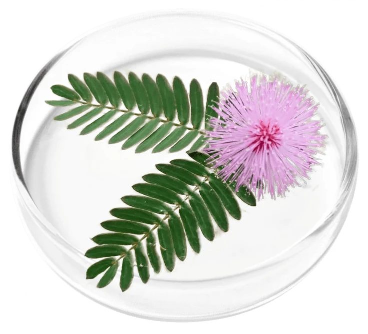 Femicore ingredients Mimosa Pudica
