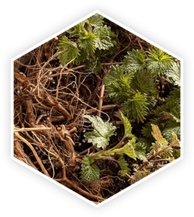 ProstaVive ingredient