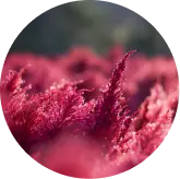 ingredients of visiflora (Astaxanthin)