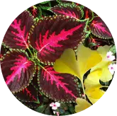 vision performance booster